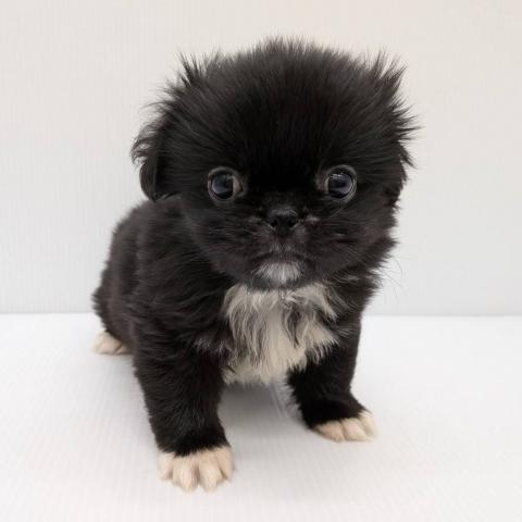MIX子犬