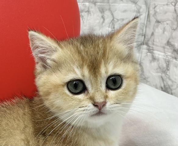 ブリティッシュショートヘア