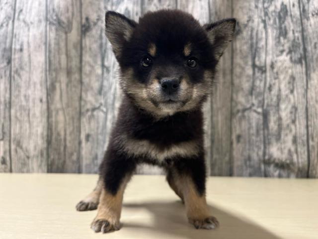 豆柴犬