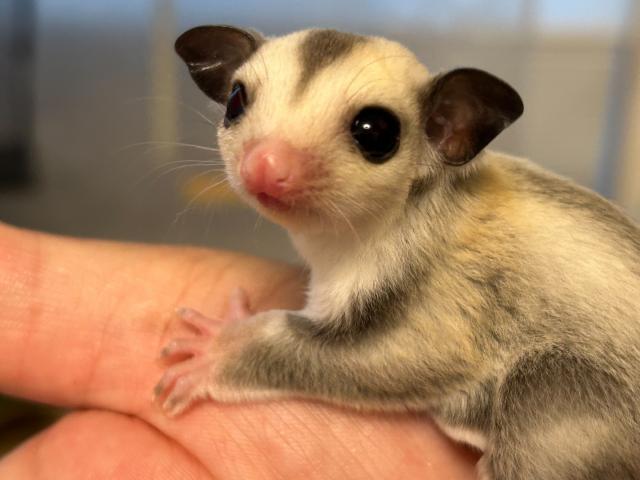 フクロモモンガ 