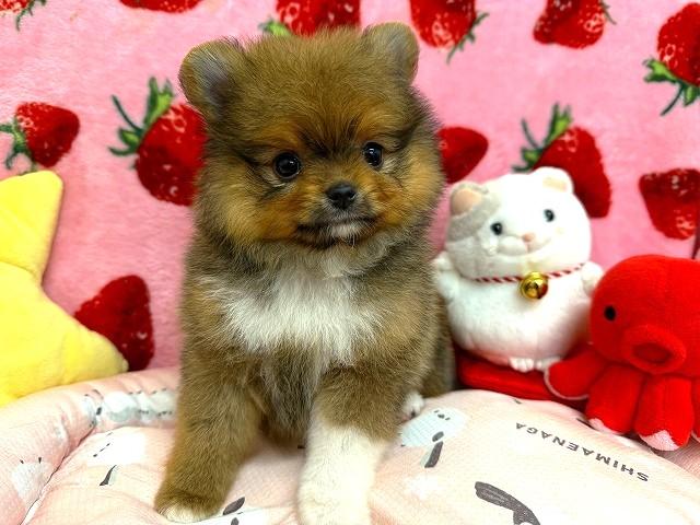 ポメラニアン