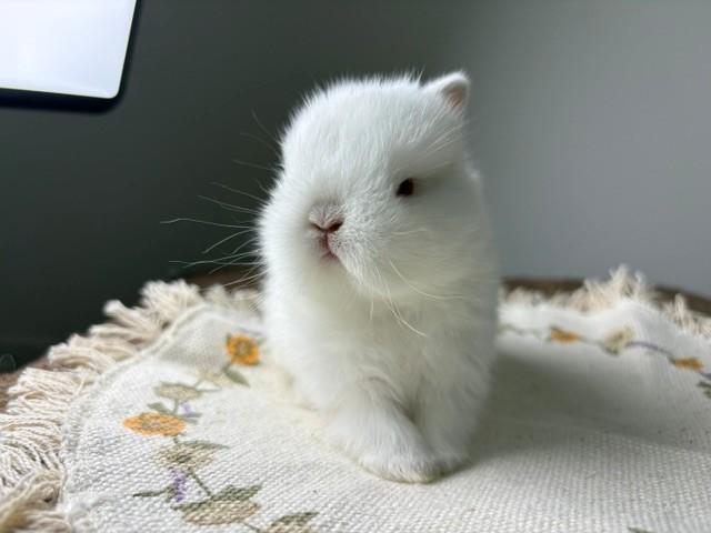 ネザーランドドワーフ