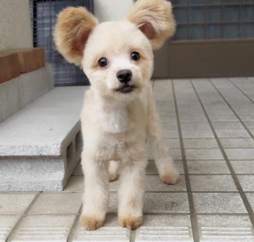MIX💕里親募集