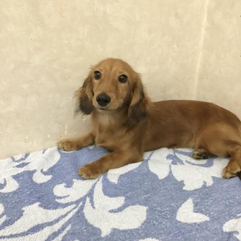 ミニチュアダックスフンド