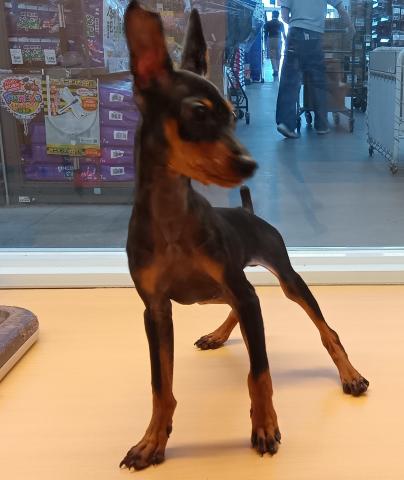 ミニチュアピンシャー
