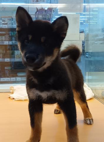 柴犬