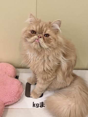 エキゾチックロングヘアー