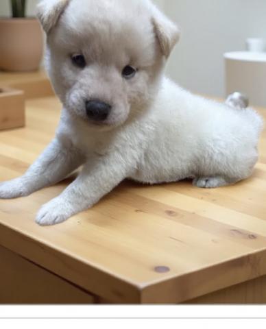 柴犬豆柴