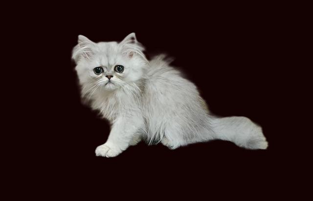ペルシャ・ヒマラヤン
