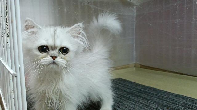 ペルシャ・ヒマラヤン