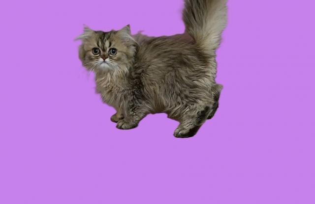 ペルシャ・ヒマラヤン