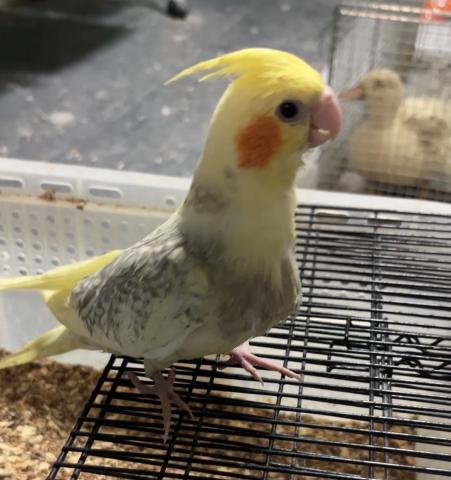 オカメインコ シナモンパールパイド