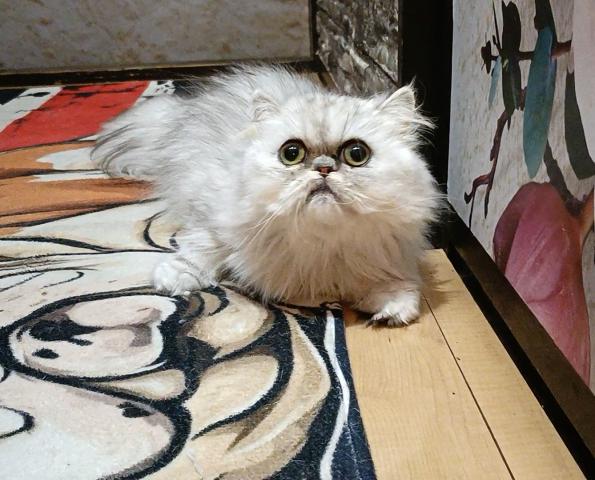 ペルシャ・ヒマラヤン