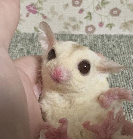 クリミノ(レッド)①