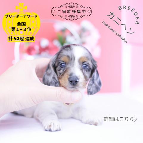 カニヘンダックスフンド ロング