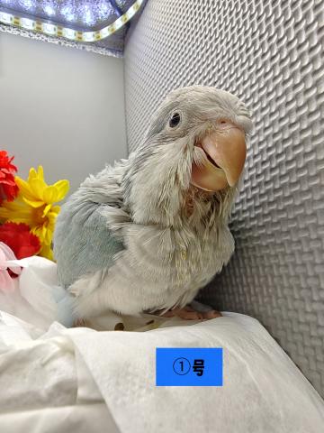 オキナインコの