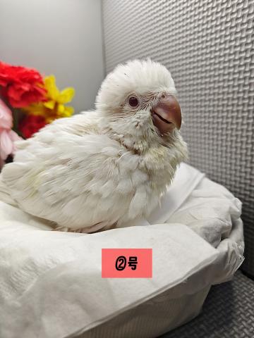 オキナインコ