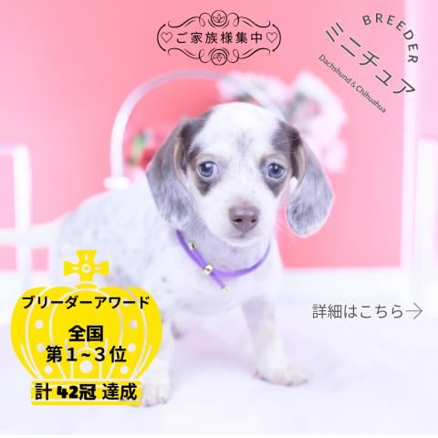 ミニチュアダックスフンド ロング
