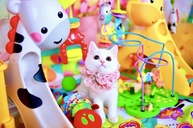 マンチカン×スコティッシュフォールド
