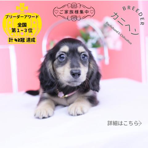 カニヘンダックスフンド ロング