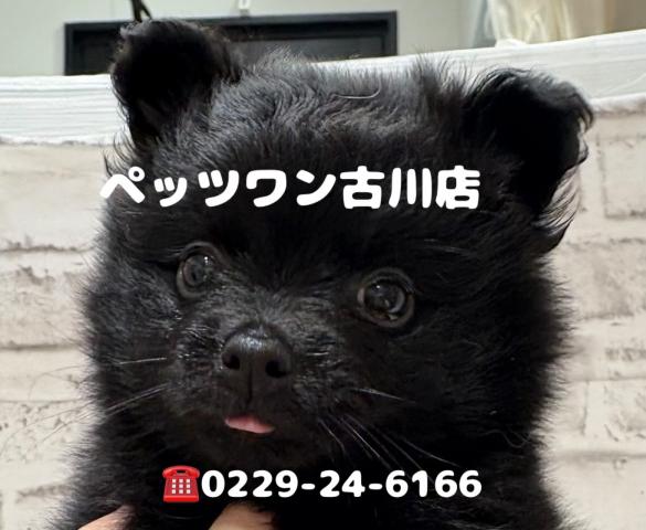 ポメラニアン