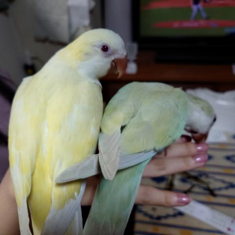 オキナインコ クリームイノ