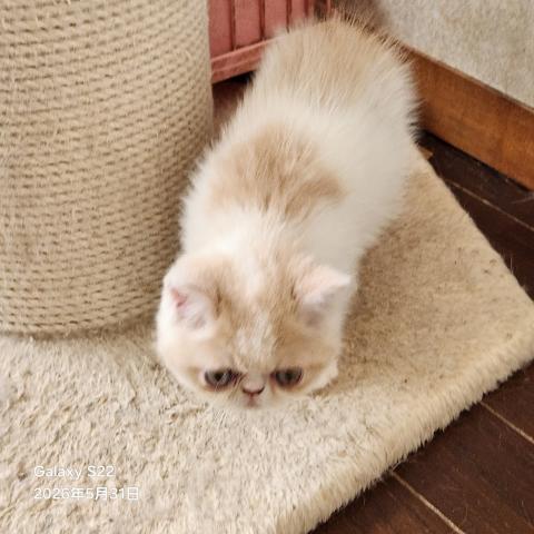 エキゾチックショートヘアー
