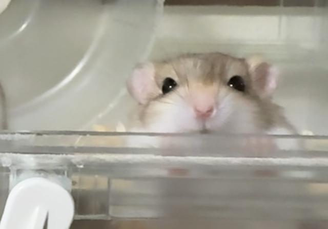 ファットテールジャービル(マカロニマウス)