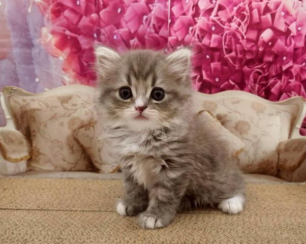 サイベリアン両親遺伝子検査クリア◎ころんちゃん