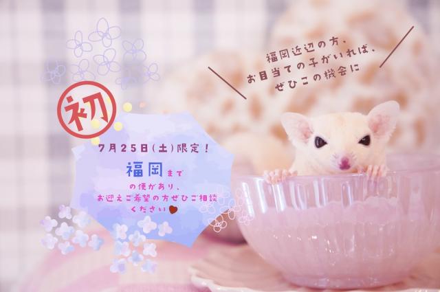 🐿️「福岡方面」への中継便