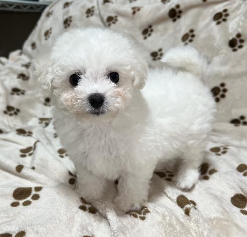 ビションフリーゼ
