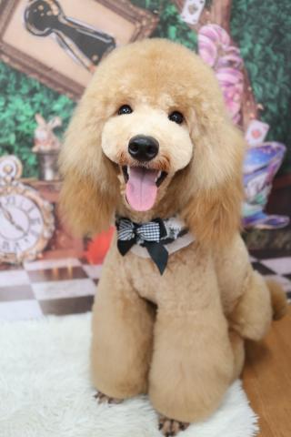 ミディアムプードル