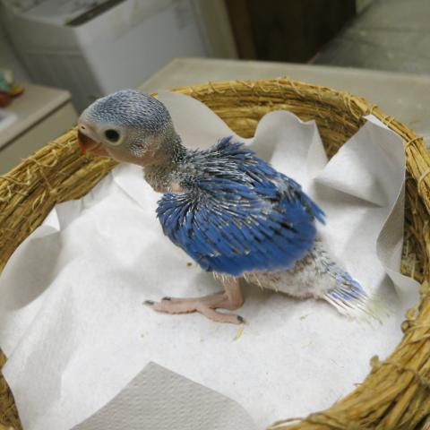 ワカケホンセイインコ