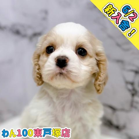 MIXシーズー×WコーギーP【1/11お写真、動画更新しました！】体つきが