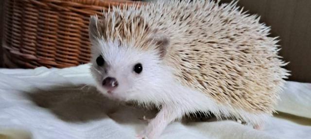 ハリネズミ  