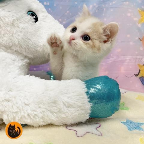 スコティッシュフォールド