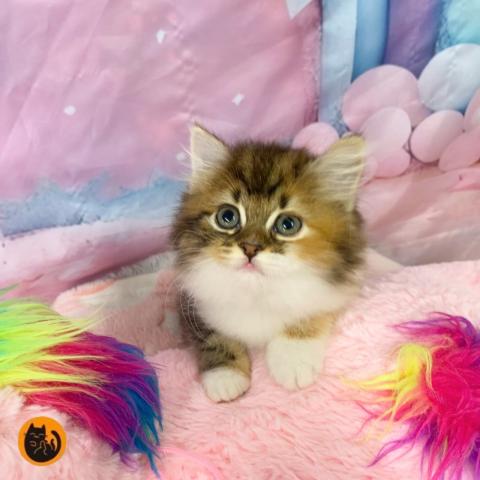 スコティッシュフォールド