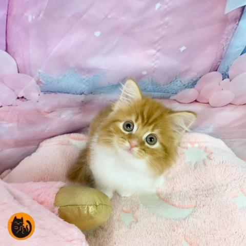スコティッシュフォールド