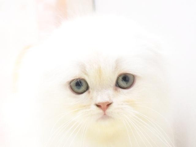 スコティッシュフォールド