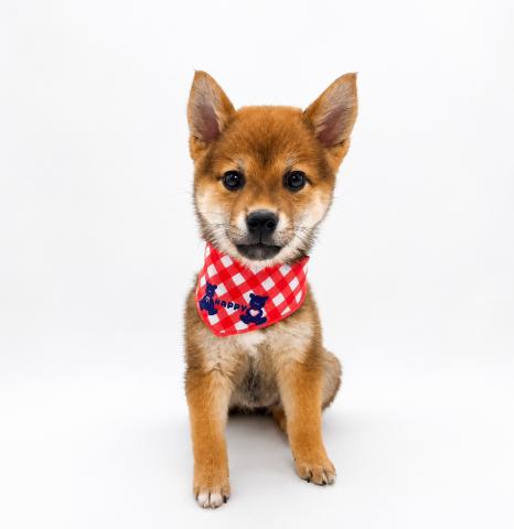 柴犬