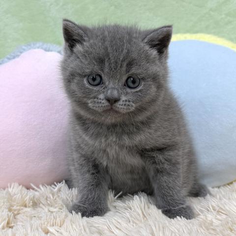 ブリティッシュショートヘア