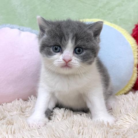 ブリティッシュショートヘア
