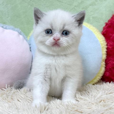 ブリティッシュショートヘア