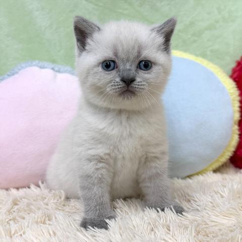 ブリティッシュショートヘア