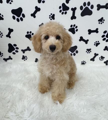 トイプードル成犬時3.0kg程予想