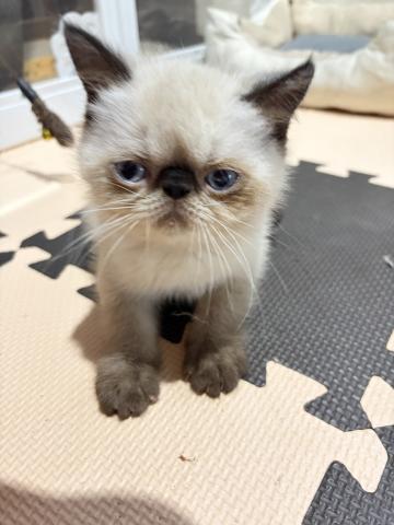 エキゾチックショートヘアー