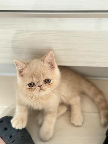 エキゾチックショートヘアー