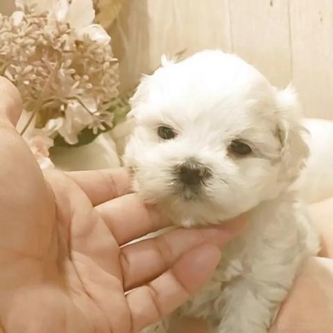 マルチーズ