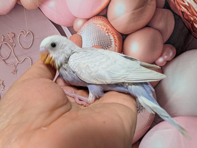 ホワイトウイングライラックセキセイインコ