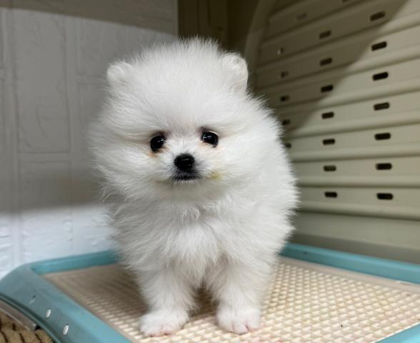 ポメラニアン